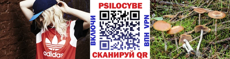 Галлюциногенные грибы Psilocybine cubensis Новосокольники